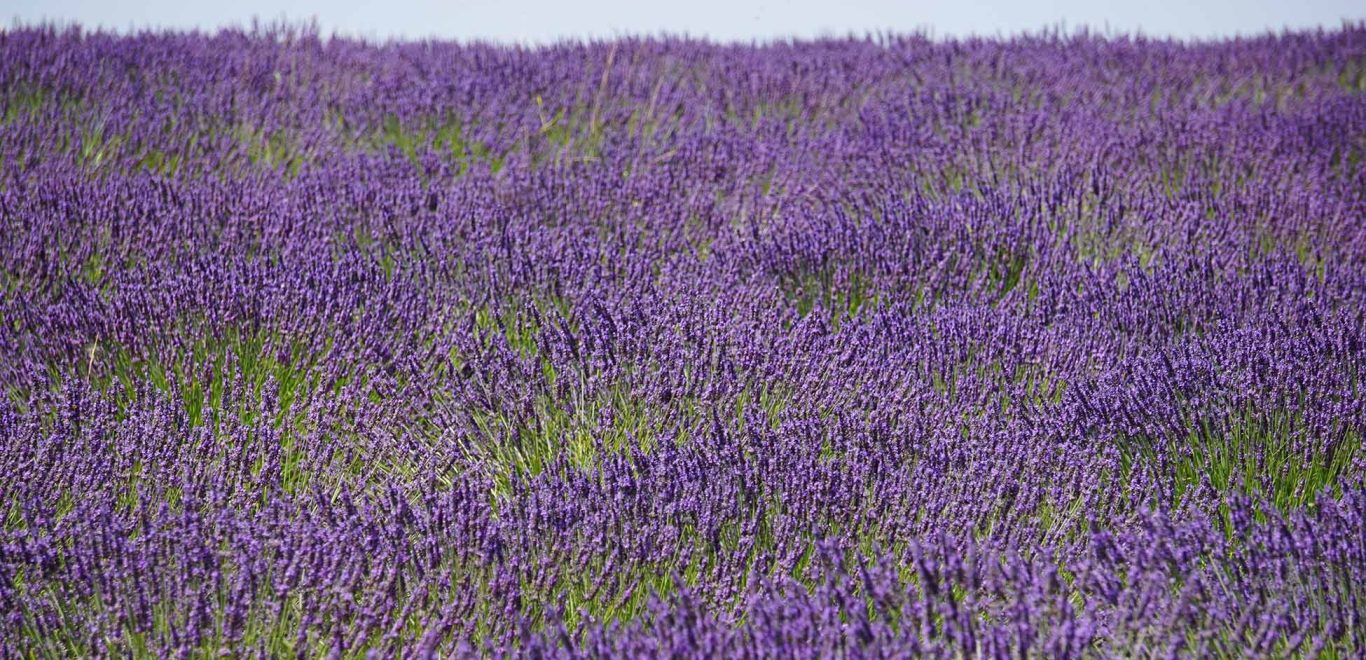 Blick über ein Lavendelfeld in der Provence.